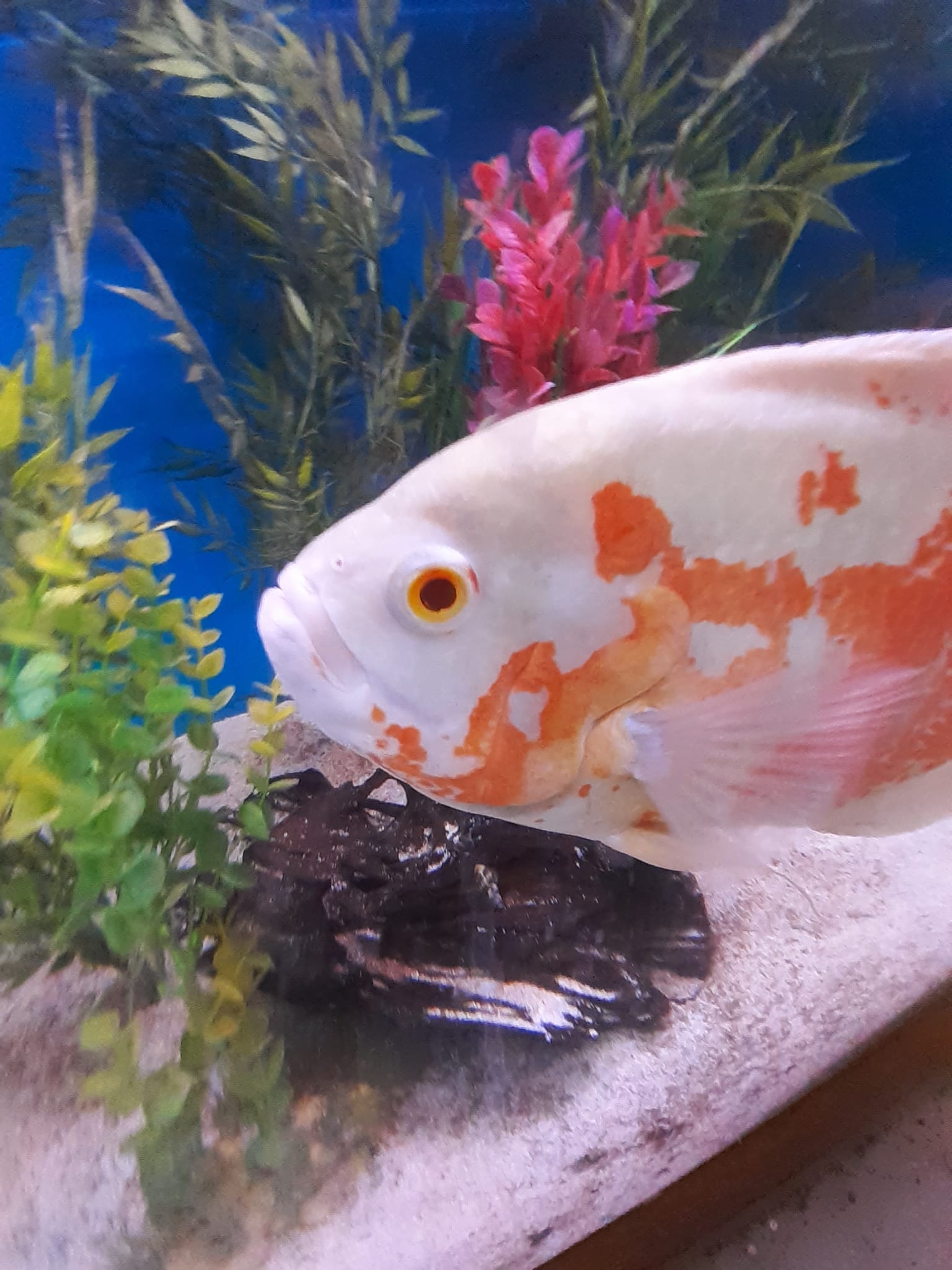 Big Orange Fish