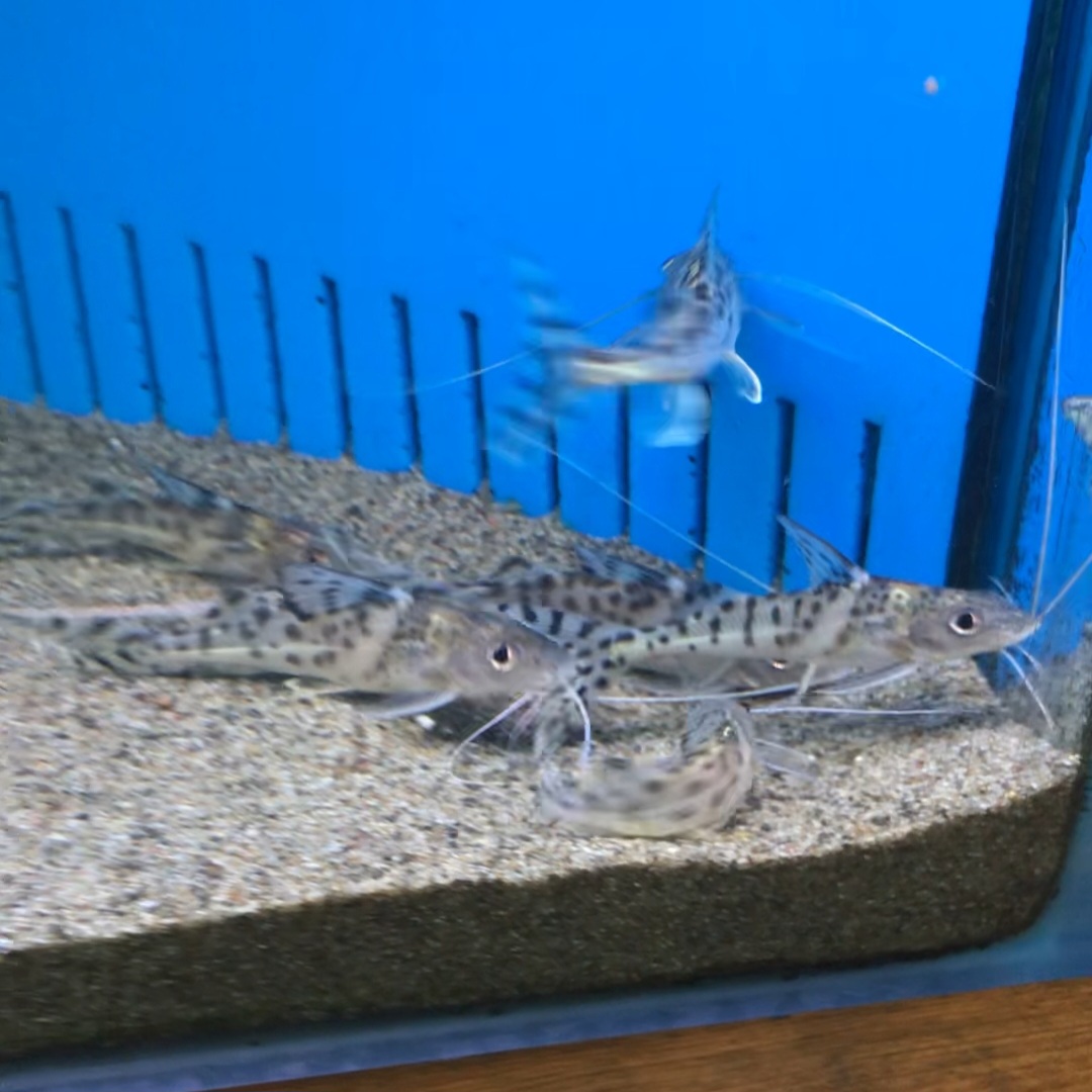 Catfish