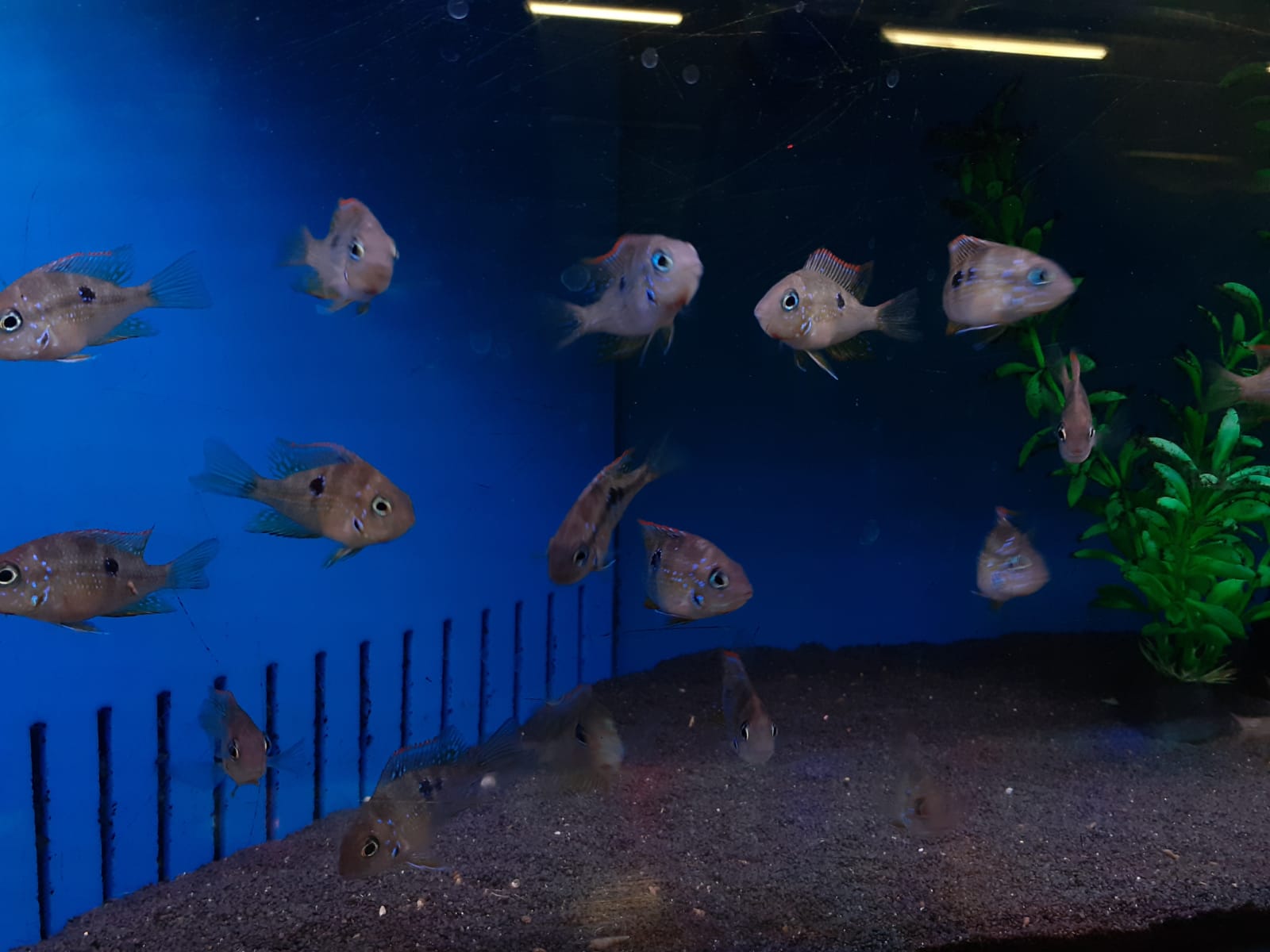 Creepy Glowing Fish