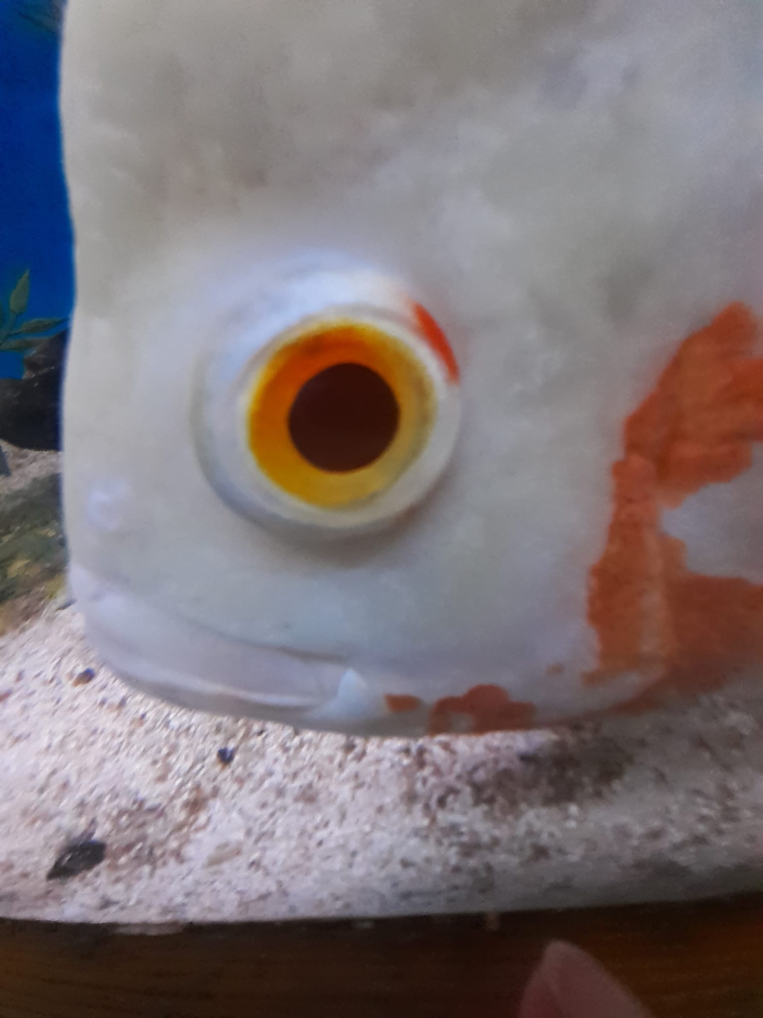 Fish