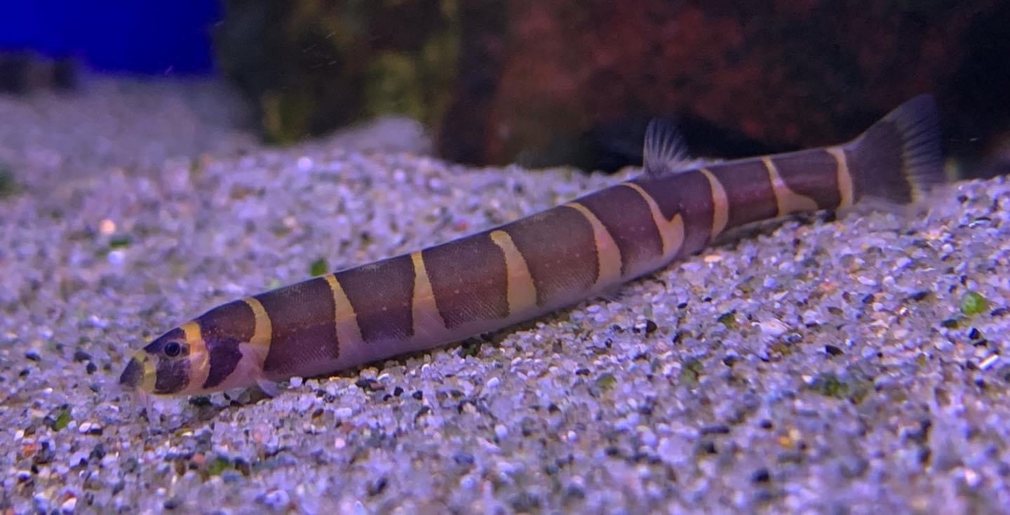 Kuhli Loach